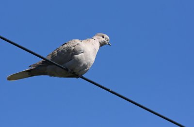 IMG_7219.jpg