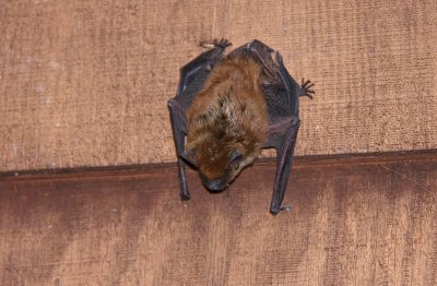 Little Brown Bat?