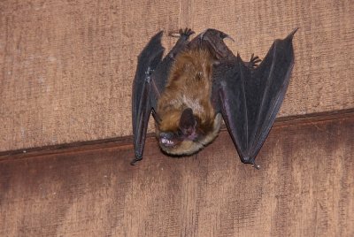 Little Brown Bat?