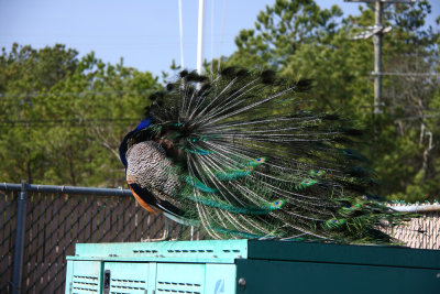 Popcorn Park Zoo