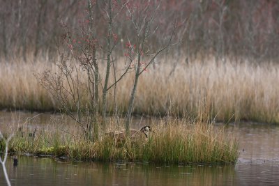 Canada Goose