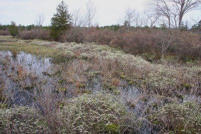 Chamaedaphne calyculata (Leatherleaf)