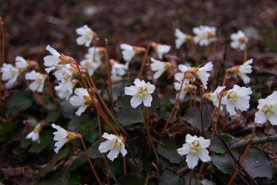 Shortia galacifolia (Oconee Bells)