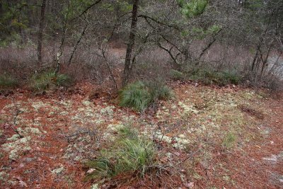 Xerophyllum asphedeloides (Turkeybeard)