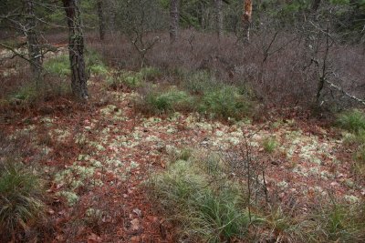 Xerophyllum asphedeloides (Turkeybeard)