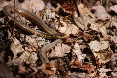 Eastern Garter Snake