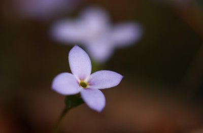 Houstonia (Hedyotis) caerulea- Azure Bluets
