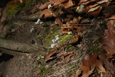 Saxifraga virginiensis- (Early Saxifrage)