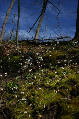 Saxifraga virginiensis- (Early Saxifrage)