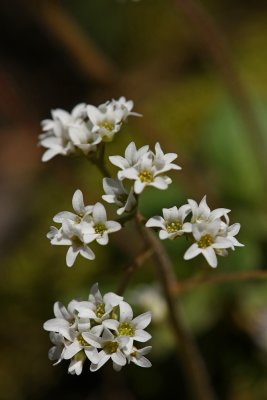 Saxifraga virginiensis- (Early Saxifrage)