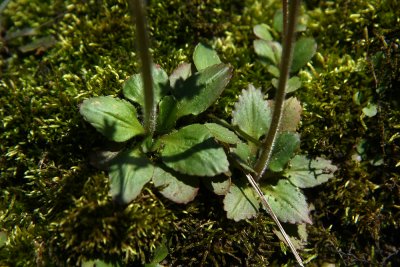 Saxifraga virginiensis- (Early Saxifrage)