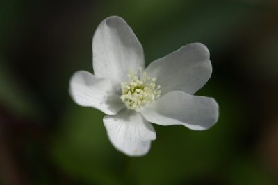 Anemone quinquefolia- Wood Anemone