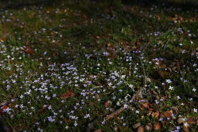 Houstonia (Hedyotis) caerulea- Azure Bluets
