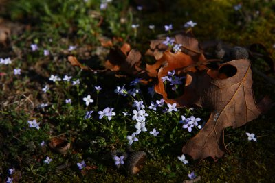Houstonia (Hedyotis) caerulea- Azure Bluets