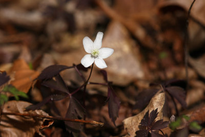 Anemone quinquefolia- Wood Anemone