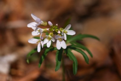 Dentaria (Cardamine) laciniata- Cutleaf Toothwort