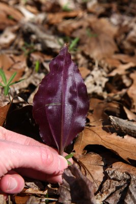 Tipularia discolor- Cranefly Orchid