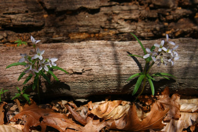 Dentaria (Cardamine) laciniata- Cutleaf Toothwort