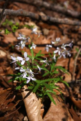 Dentaria (Cardamine) laciniata- Cutleaf Toothwort