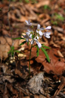 Dentaria (Cardamine) laciniata- Cutleaf Toothwort