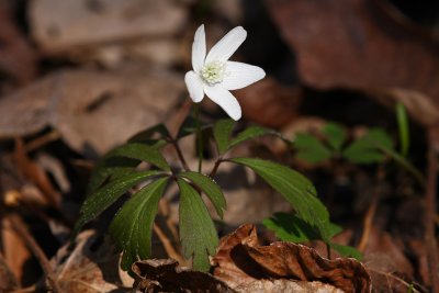 Anemone quinquefolia- Wood Anemone