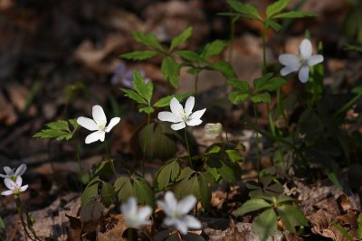 Anemone quinquefolia- Wood Anemone