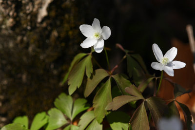 Anemone quinquefolia- Wood Anemone