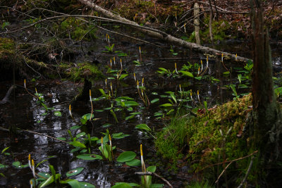 Orontium aquaticum- Golden Club