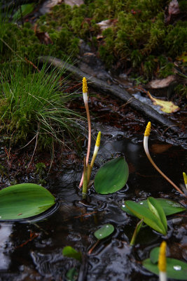 Orontium aquaticum- Golden Club