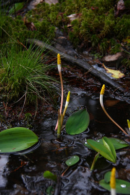 Orontium aquaticum- Golden Club