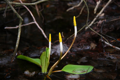 Orontium aquaticum- Golden Club