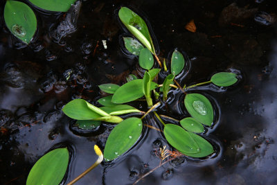 Orontium aquaticum- Golden Club