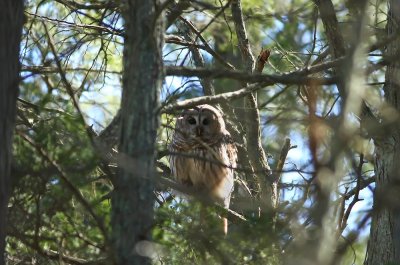 Barred Owl