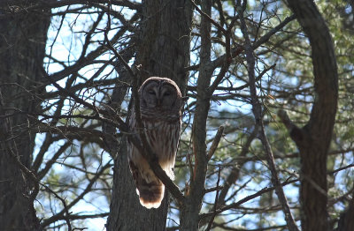 Barred Owl