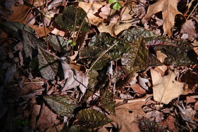 Tipularia discolor- Cranefly Orchid