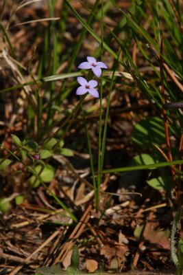 Hedyotis pusilla- Tiny Bluets