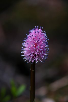 Helonias bullata- Swamp Pink