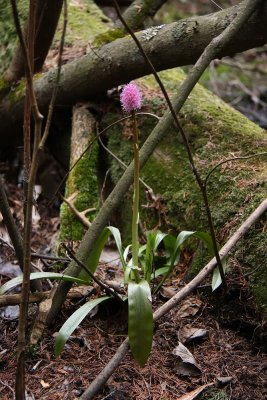 Helonias bullata- Swamp Pink