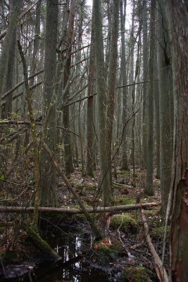 Helonias bullata- Swamp Pink (habitat)