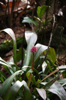 Helonias bullata- Swamp Pink