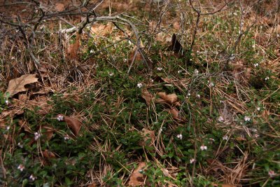 Arctostaphylos uva-ursi- Bearberry