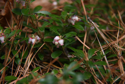 Arctostaphylos uva-ursi- Bearberry