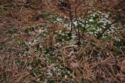 Pyxidanthera barbulata- Pyxie