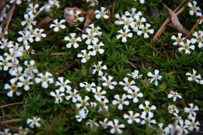 Pyxidanthera barbulata- Pyxie
