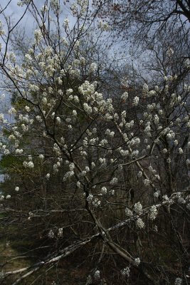Amelanchier sp.- Serviceberry