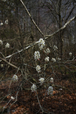 Amelanchier sp.- Serviceberry