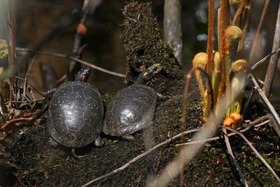 Spotted Turtles
