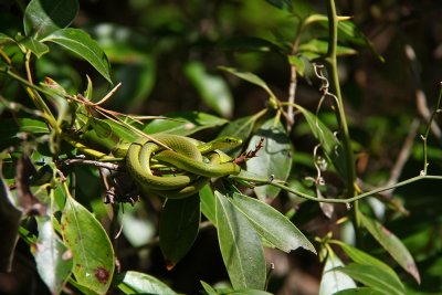 Rough Green Snake
