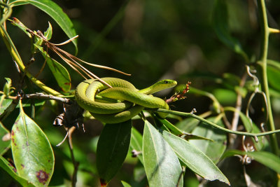 Rough Green Snake
