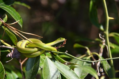 Rough Green Snake